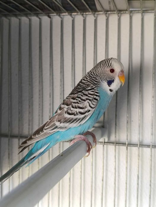 Piriquitos Autralianos Campeões