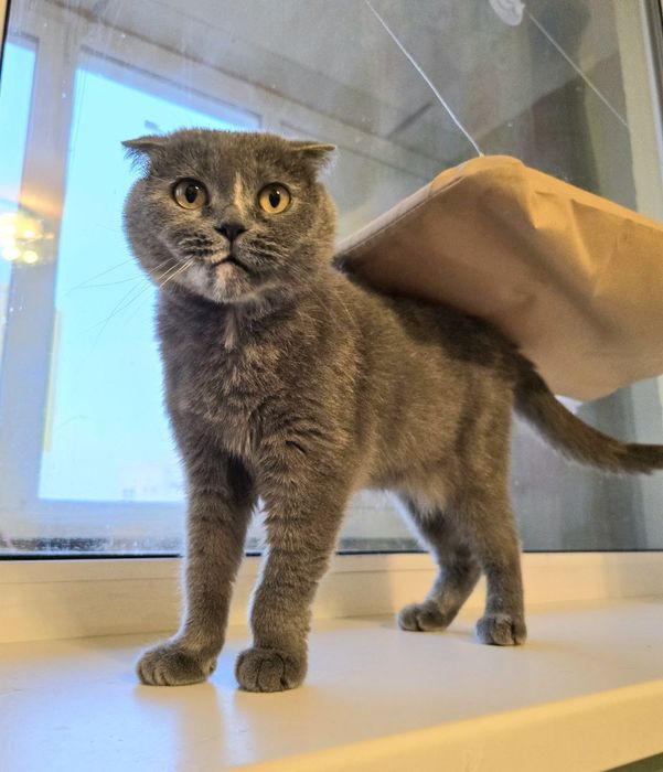 Вислоуха ніжна ручна кішка шукає родину