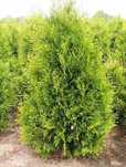 Tuja brabant 200cm, szmaragd , dowóz gratis, SADZIMY