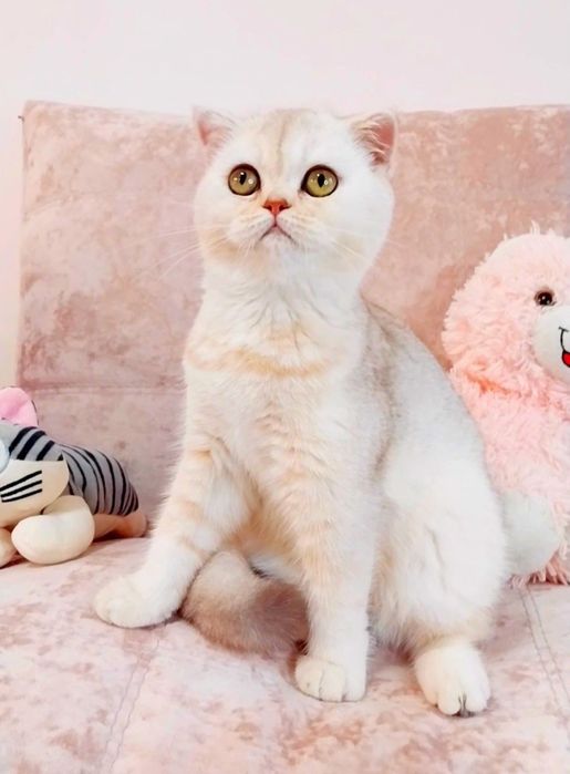 Дівчинка куколка Срібна шоколадна красуня