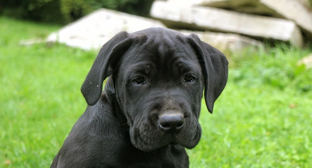 Cane corso sunia zkwp