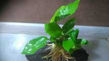 Anubias Gold na korzonku