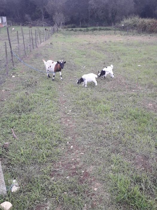 Casal anas,macho e femea