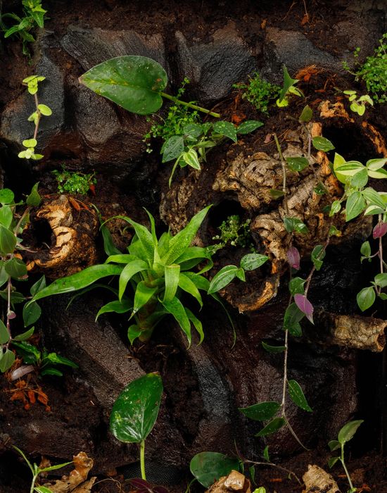 Terrarium gekon tropikalne 40x40x60