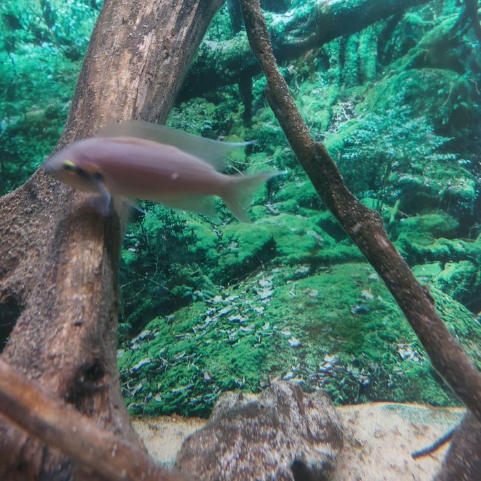 Ryba księżniczka duża sztuka