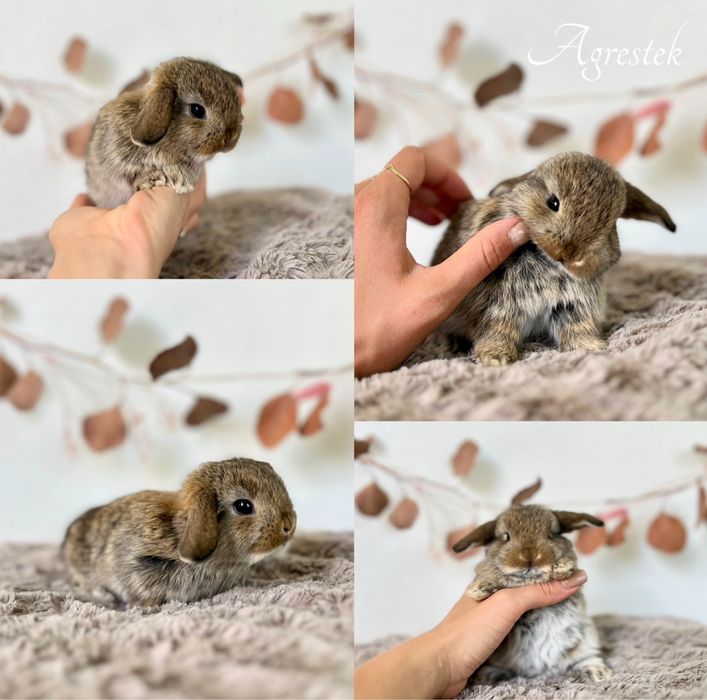 Króliczki rasy Karzełek: Teddy, niderlandzki oraz Mini Lop CZYSTA RASA