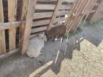 Owce miniaturki quassant baranek