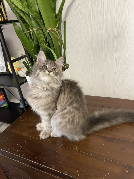 Мейн-Кун  дівчинка сріблястий таббі