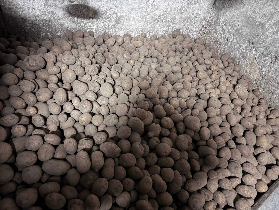 Ziemniaki jadalne Wineta