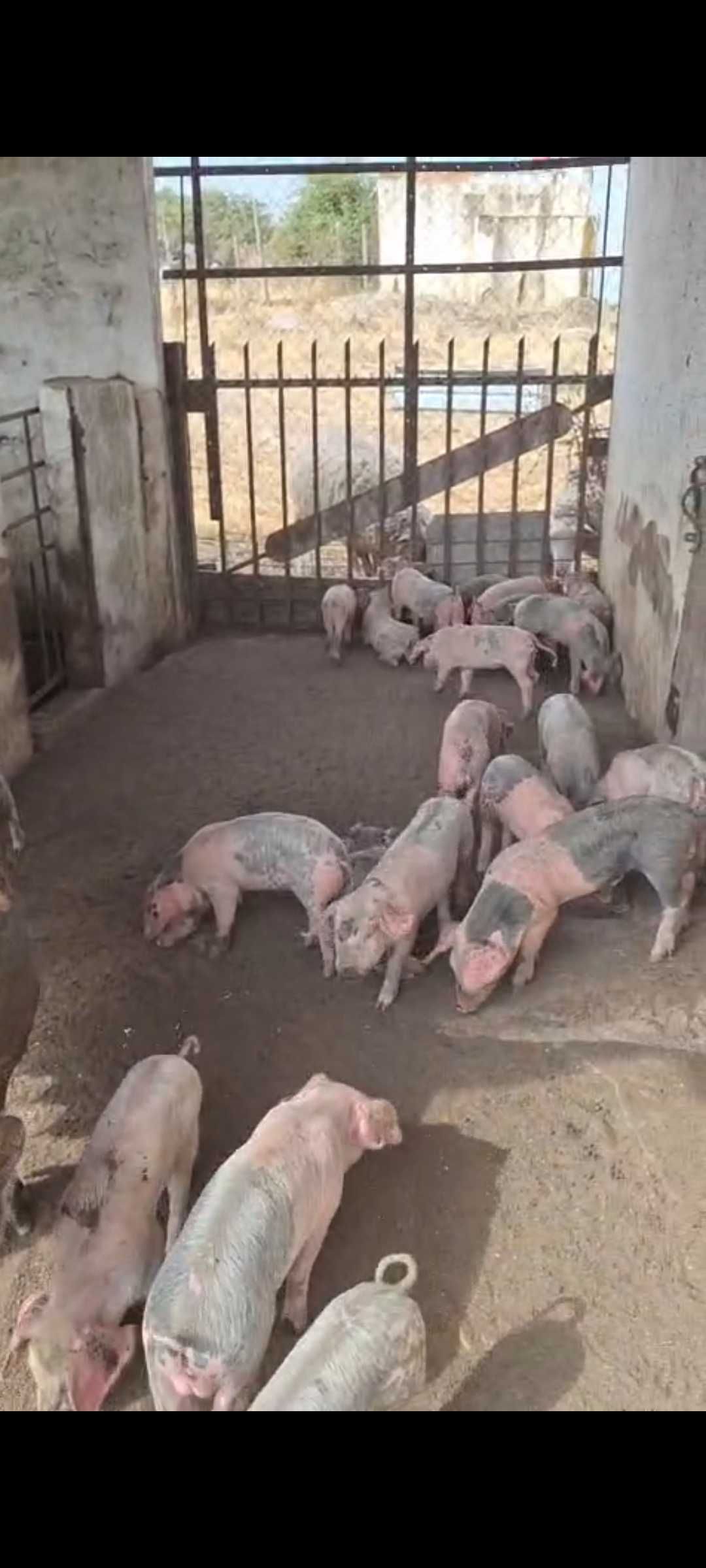 Leitões Bísaros - Barrancos, Baixo Alentejo