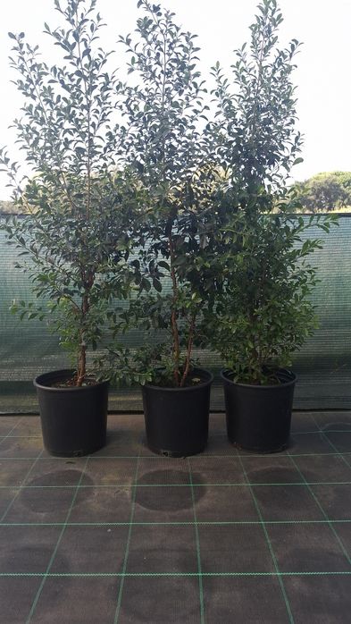 Eugénias Myrtifolia 1M