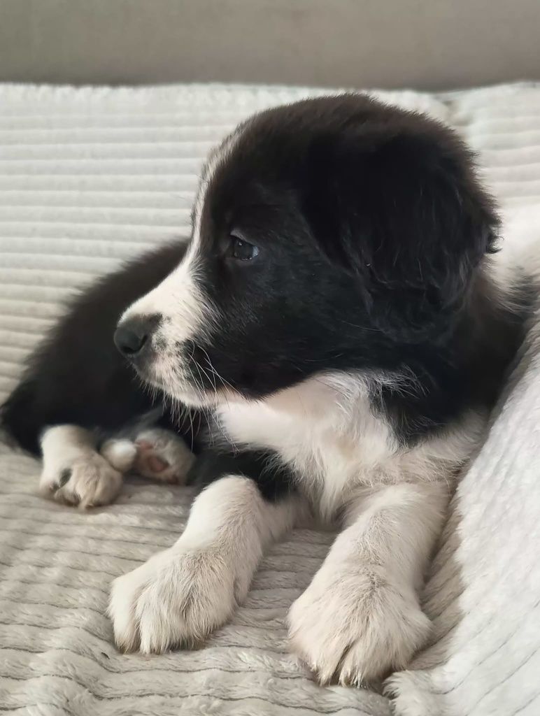 Border Collie szczenię ZKwP / FCI rodowodowe