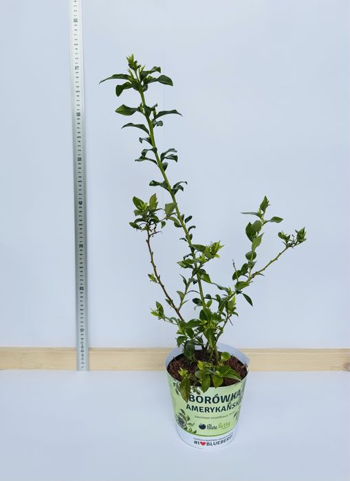 Borówka Amerykańska / Sadzonki Borówki Amerykańskiej /Sadzonka Borówki