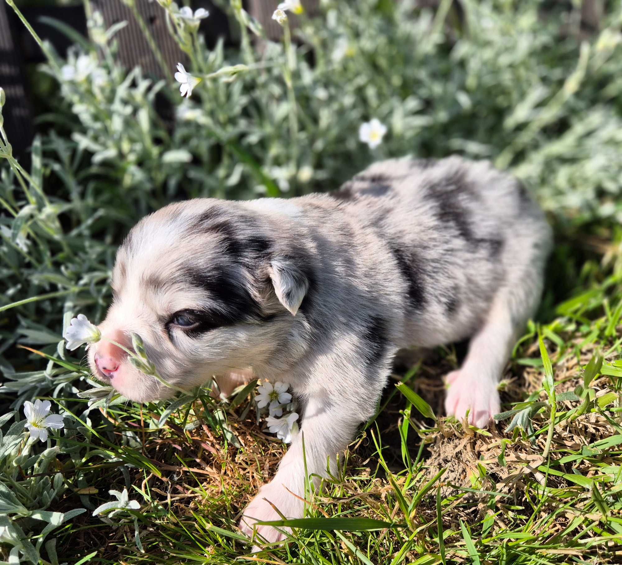 Szczeniak suczka border collie blue merle po Championie ZKWP FCI