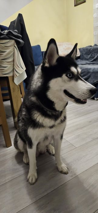 Piesek Siberian Husky
