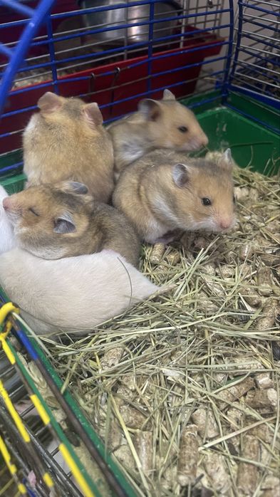 Хомяк королівський, хомʼяк , малюки 1 місяць