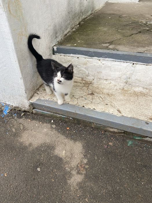 Котенок , девочка , бесплатно