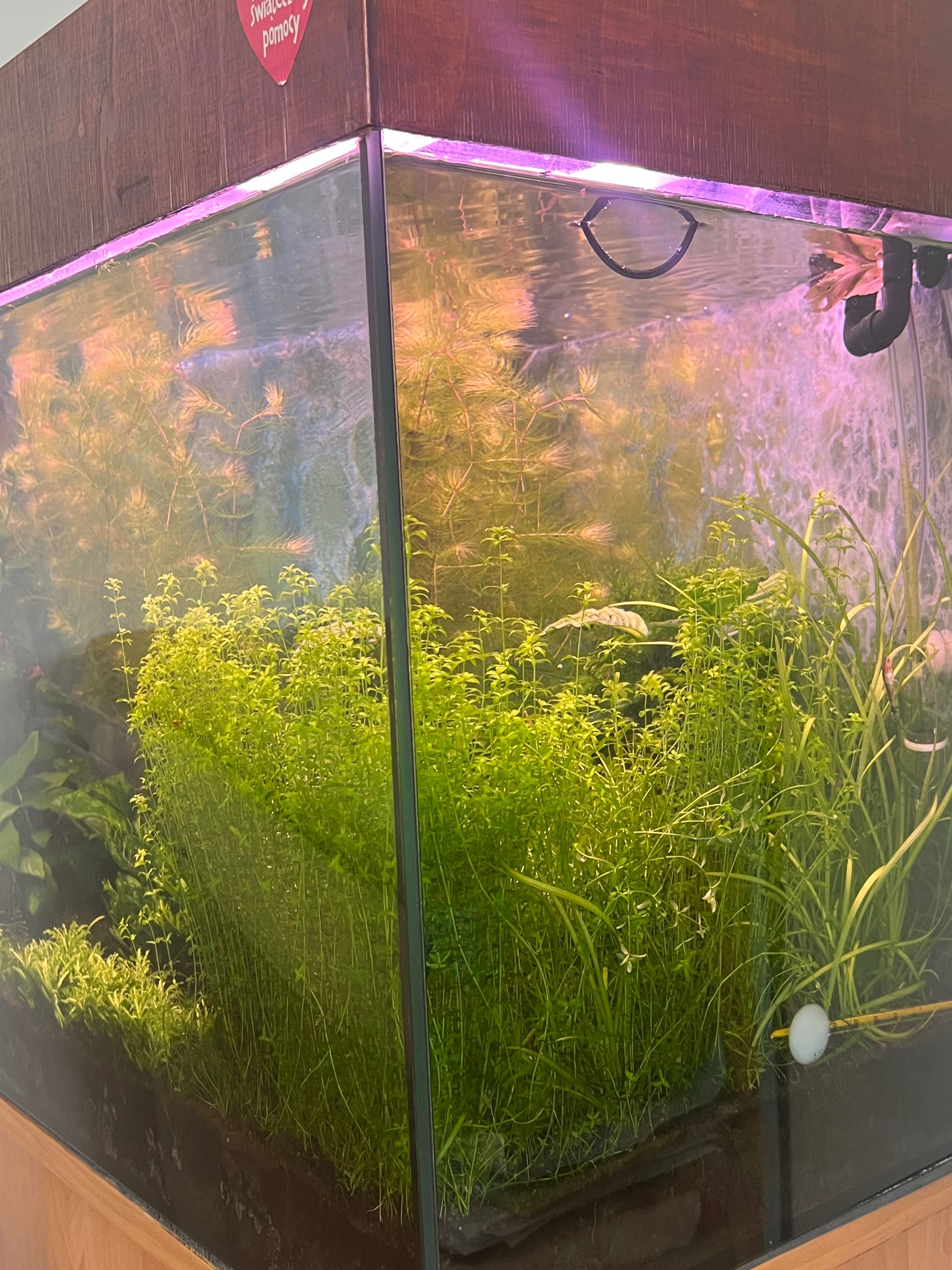 Akwarium ze sprzętem + rybki i rośliny