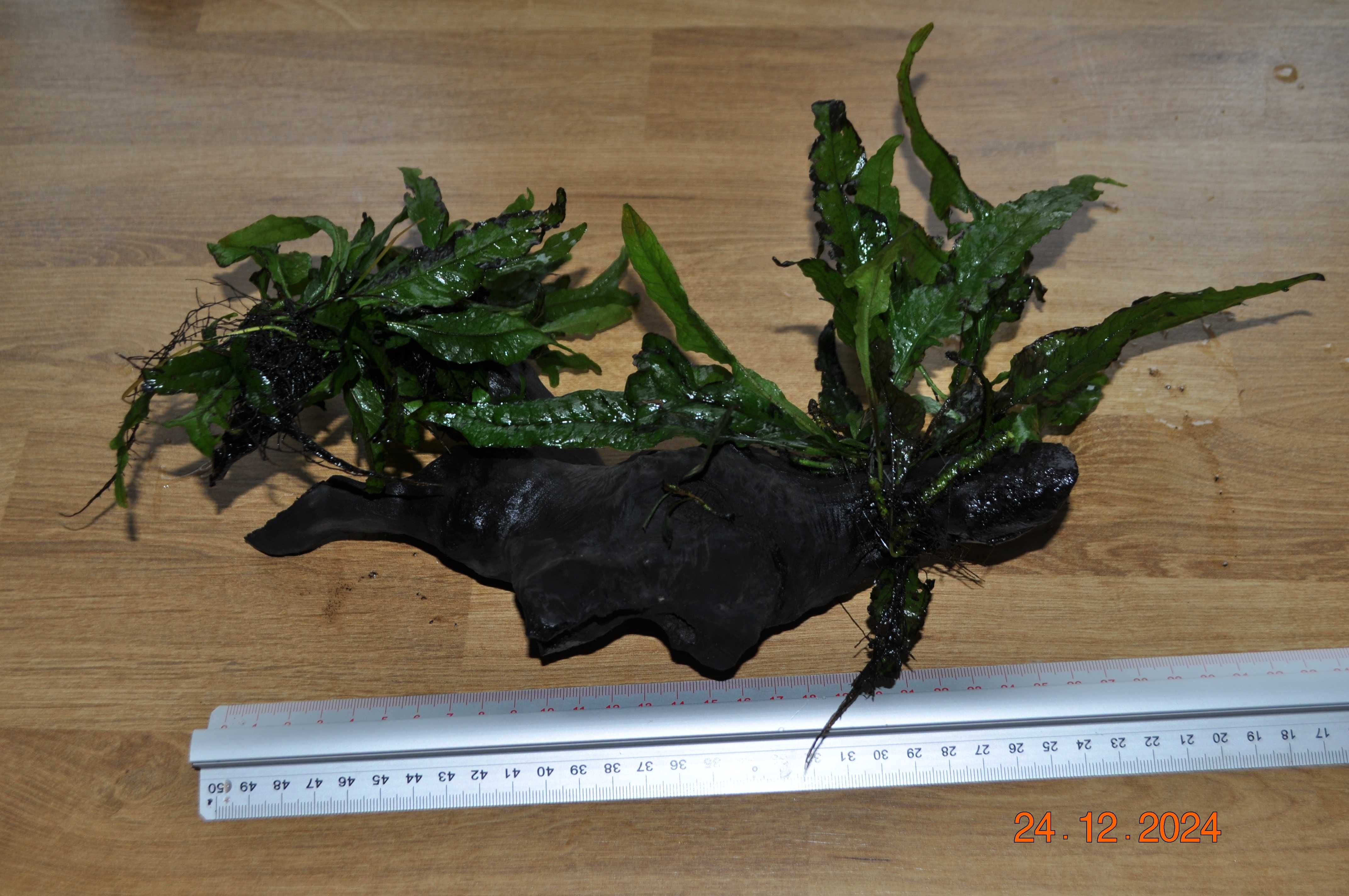 Microsorium Sp. Thor Hammer, Pteropus, Latifolia na korzeniu kamieniu