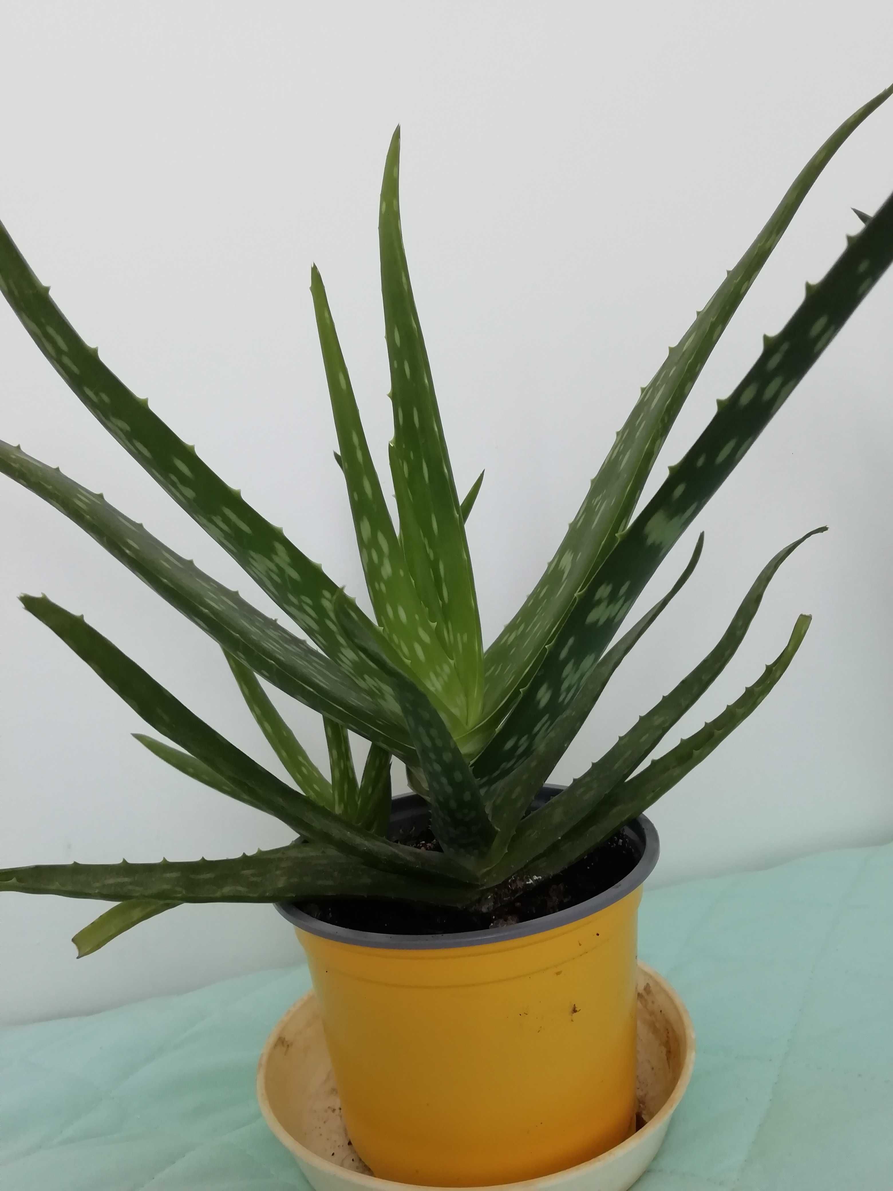 Aloes  aloe vera var.Chinensis