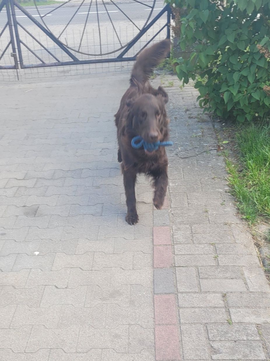 Flat Coated Retriever FCI