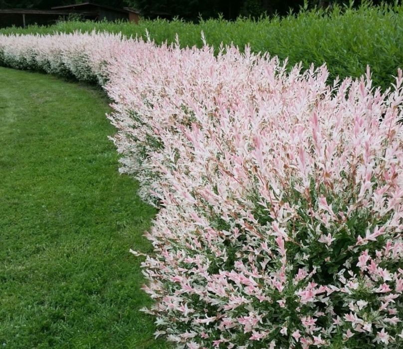 Верба Хакуро Нішикі Спірея