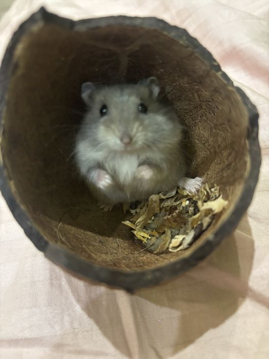 Хом’ячка Джунгарики