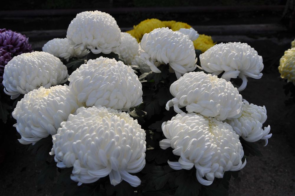 Chryzantemy, chryzantema, szeroki wybór