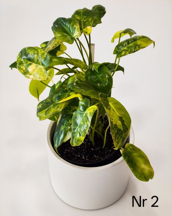 Philodendron Burle Marx Variegata