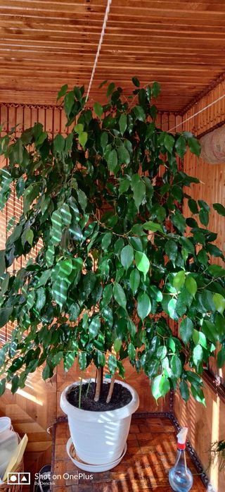 Фи́кус Бенджами́на