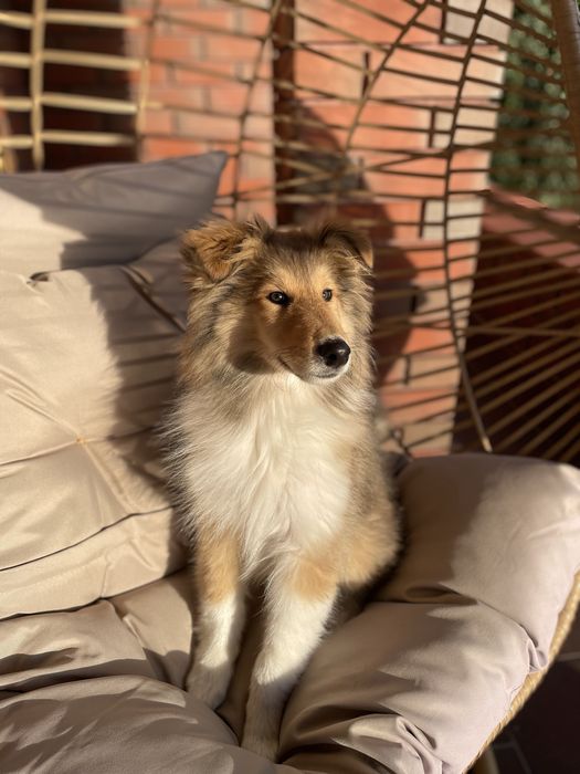 Owczarek Szkocki Długowlosy Collie FCI