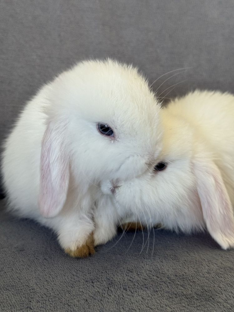 Mini lop hodowla zarejestrowana do odbioru białe niebieskie oczy