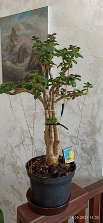 Крассула (толстянка овальная или денежное дерево),  7 лет