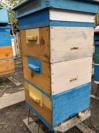 Продам пчелосемьи, бджолосімʼї, бджіл, пчел