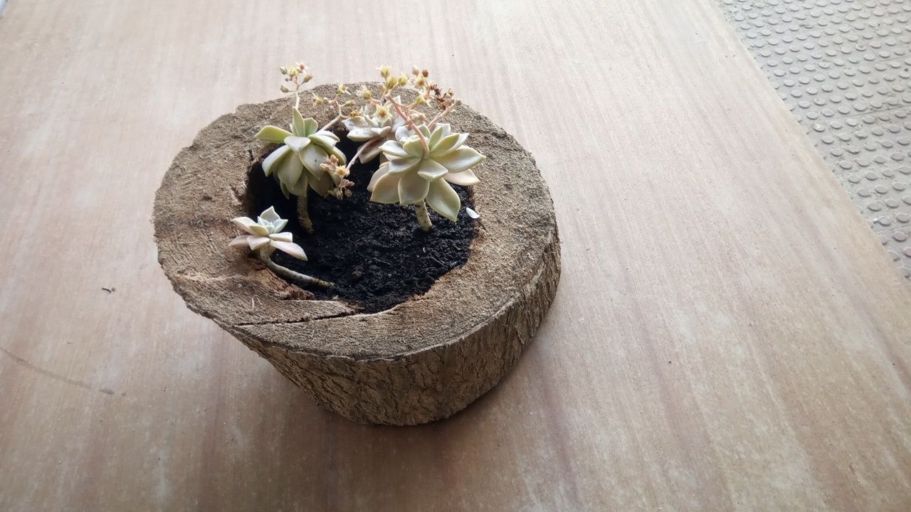 Vaso de plantas fantasma feito de tronco de yuka