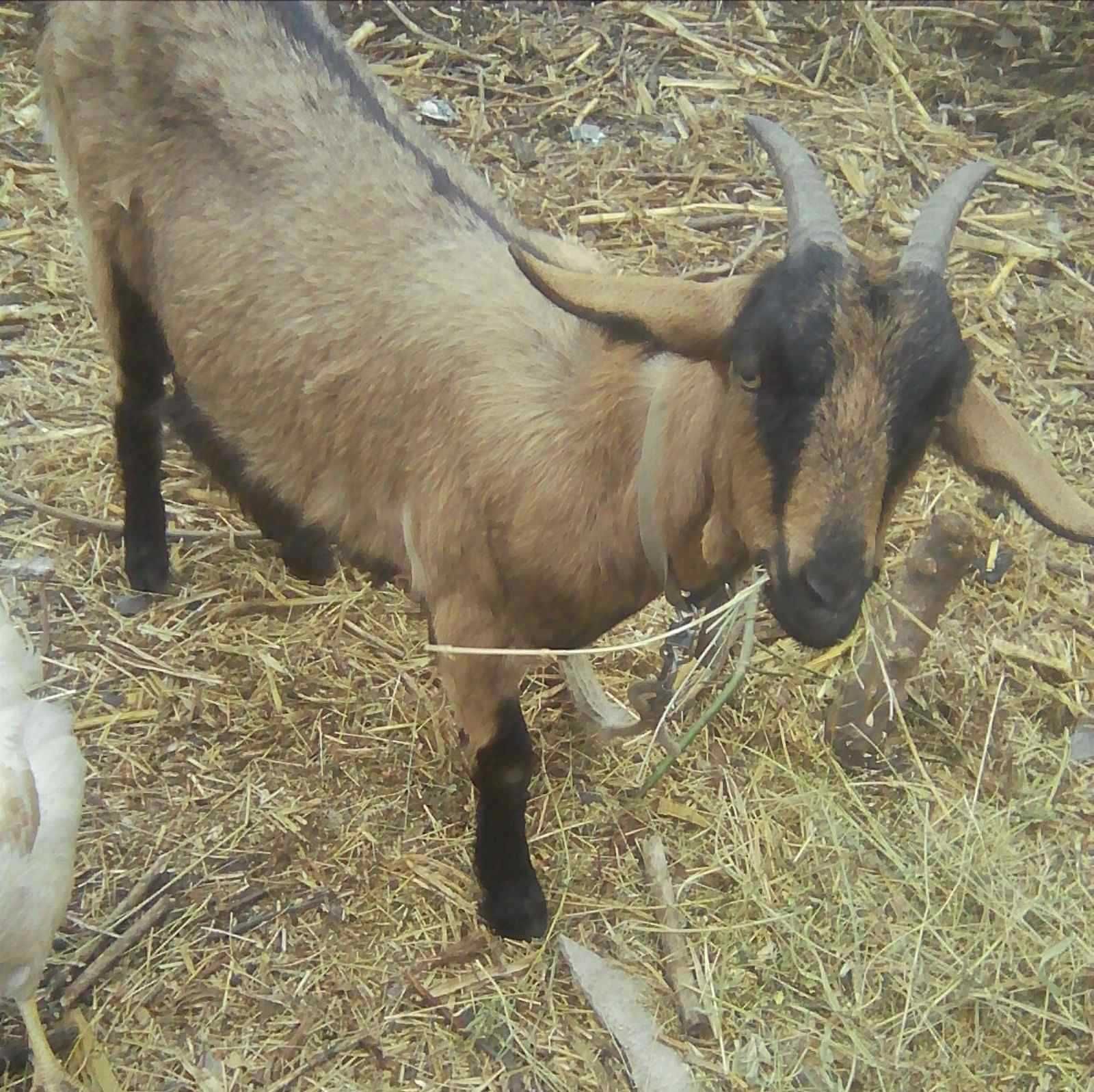 Продам козу англо-нубійської породи