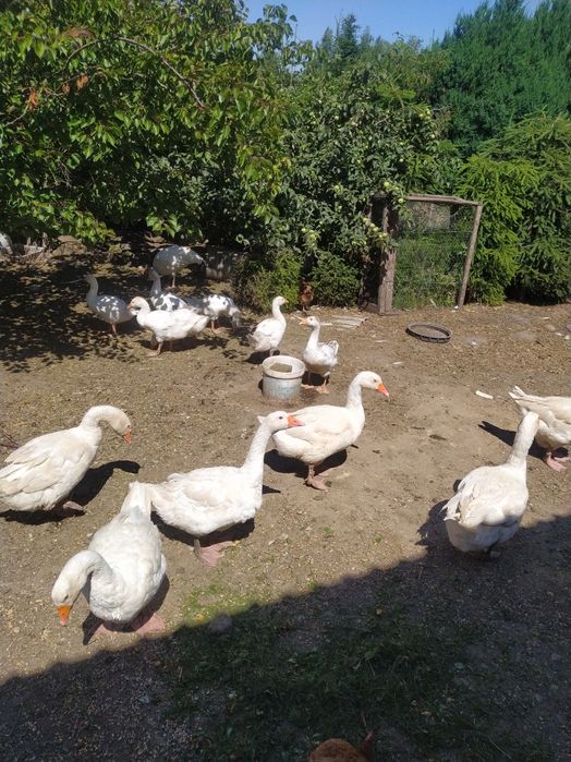 Jaja lęgowe gęsie Kołudzkie 95% zależenia