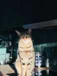 Savannah (bengal) samiec, kocha ludzi