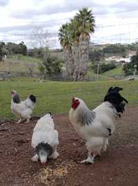 Ovos galados galinhas de raça