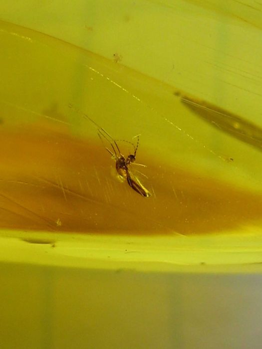 Чудовий подарунок.Янтарь натуральный 28,4 грамма с насекомым внутри