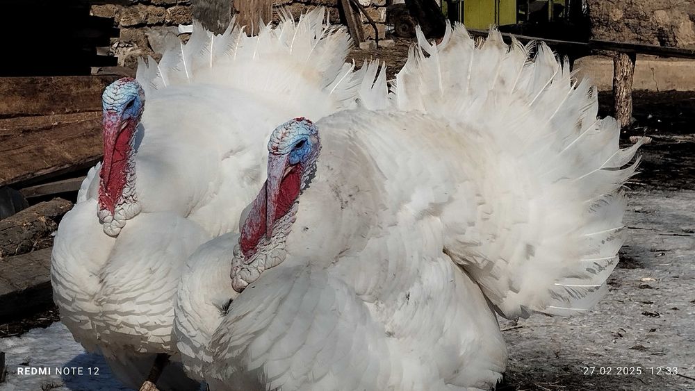 Індики і індички