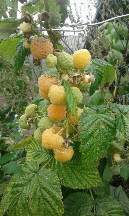 Sprzedam sadzonki żółtej maliny Golden Queen