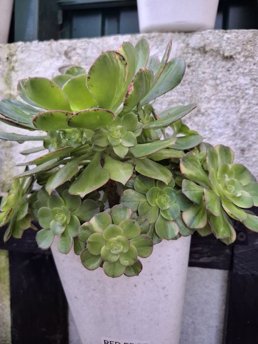 Plantas Suculentas raras de coleção