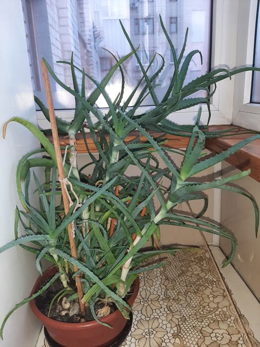Алоэ 10-летний ухоженный