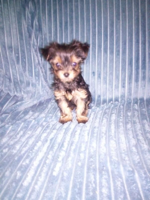 Sprzedam Yorkshire terrier
