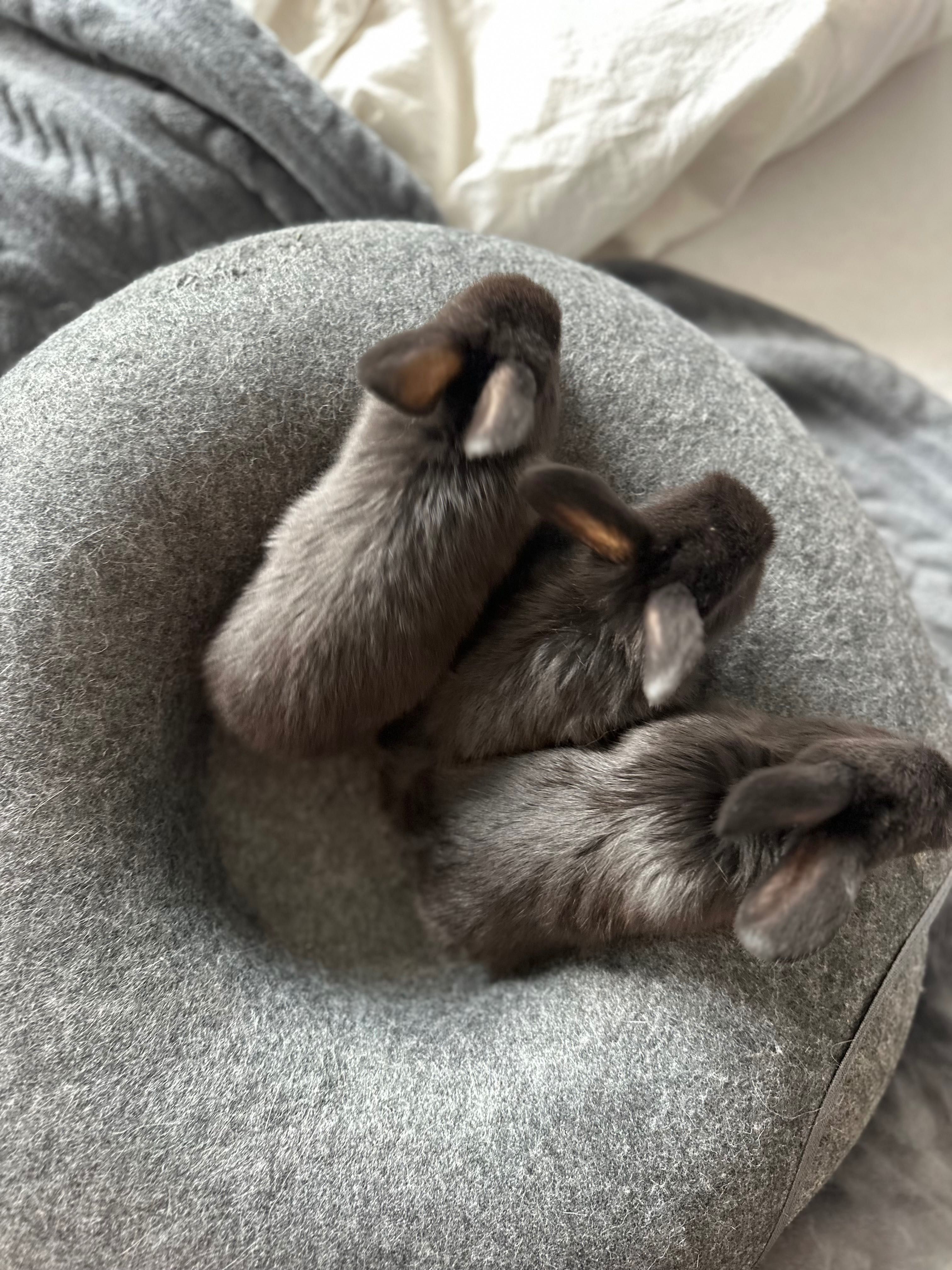 Królik miniaturka Mini Lop baranek top hodowla