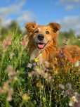 Colin – spokojny przyjaciel po przejściach. Adopcja