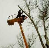 Зрізання обрізка дерев. Покос косіння трави