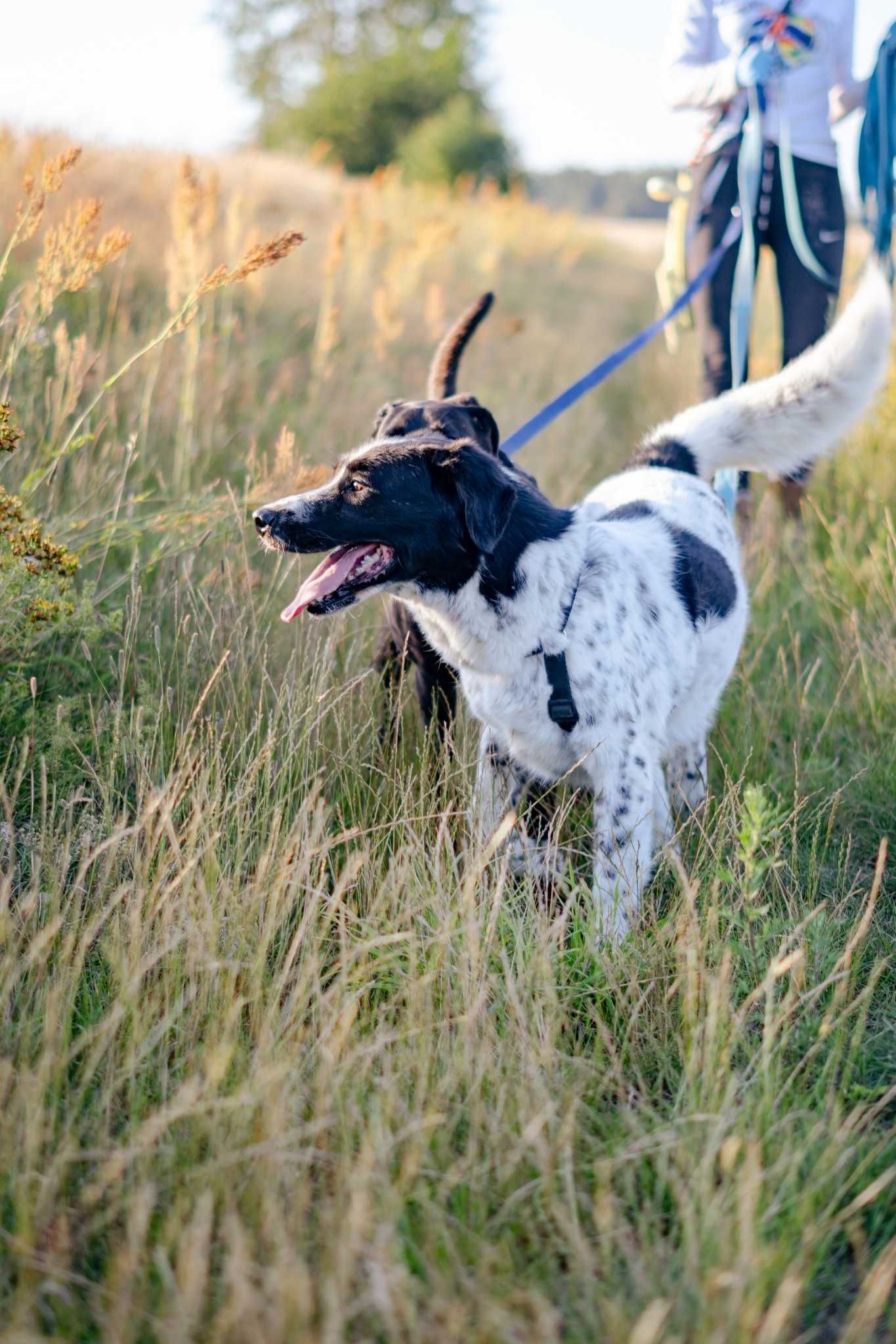 Kajtek typie springer spaniel szuka domku