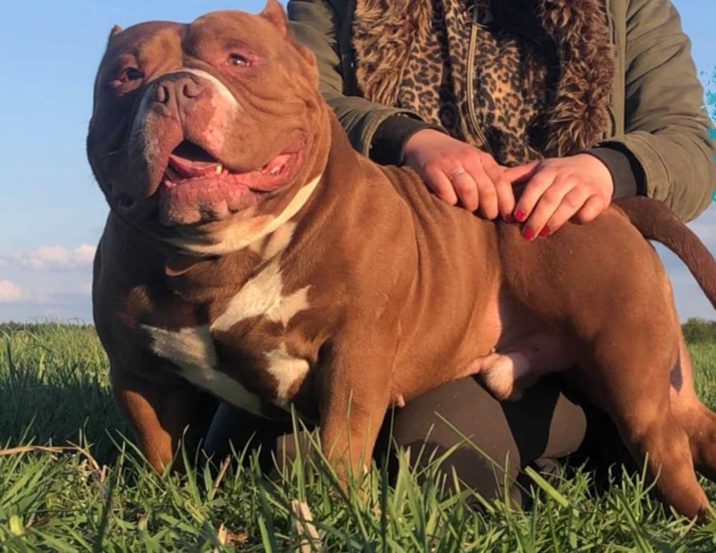 American Bully Pocket ABKC